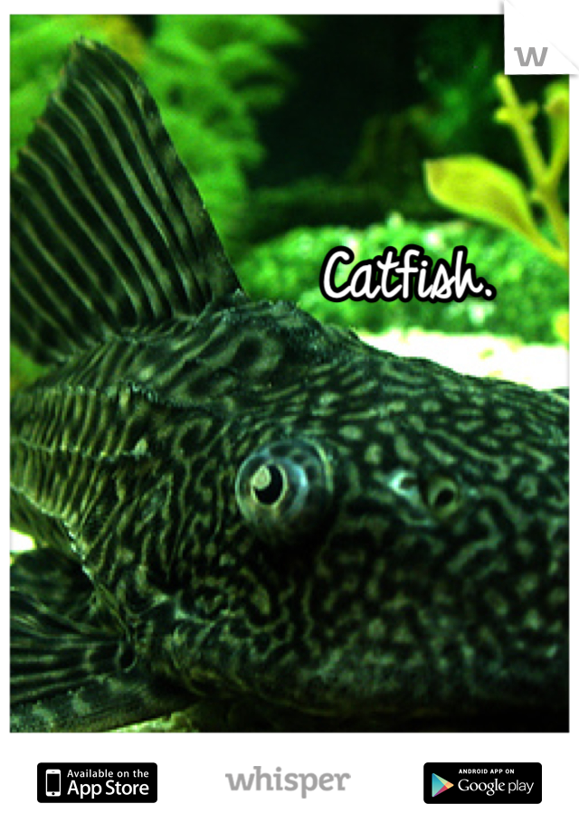 Catfish. 