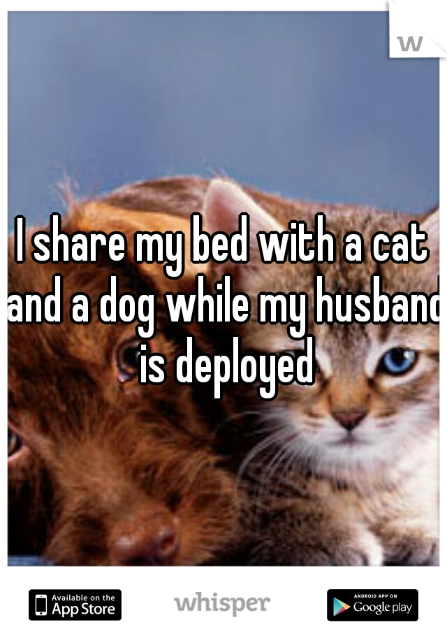 I share my bed with a cat and a dog while my husband is deployed