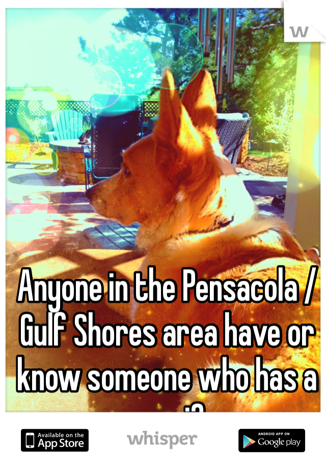 Anyone in the Pensacola / Gulf Shores area have or know someone who has a corgi?