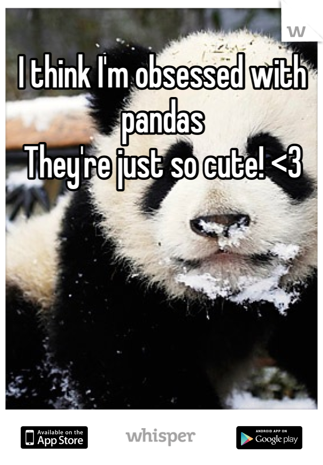 I think I'm obsessed with pandas
They're just so cute! <3