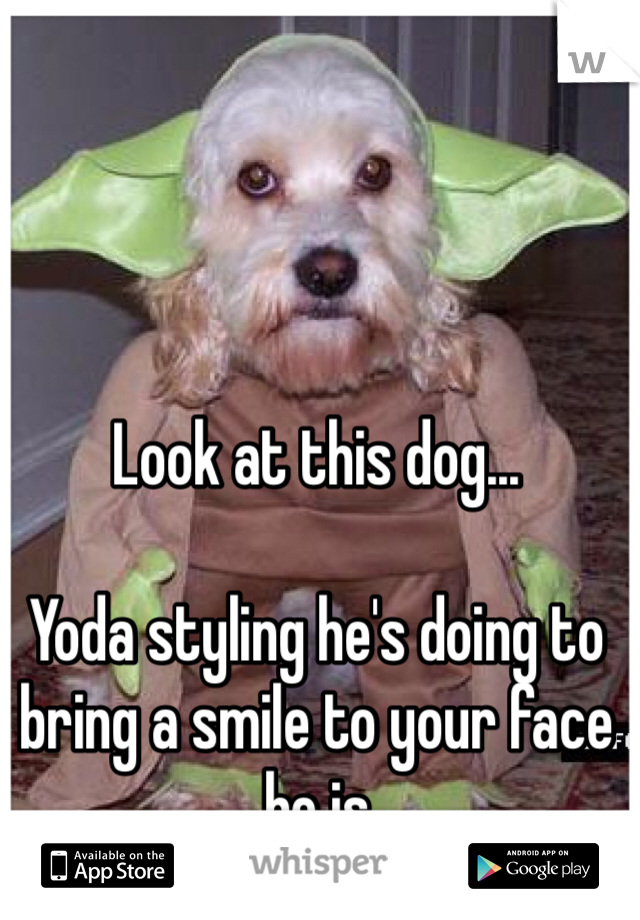 Look at this dog...

Yoda styling he's doing to bring a smile to your face he is
