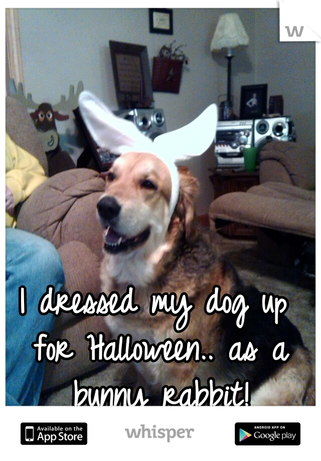 I dressed my dog up for Halloween.. as a bunny rabbit!