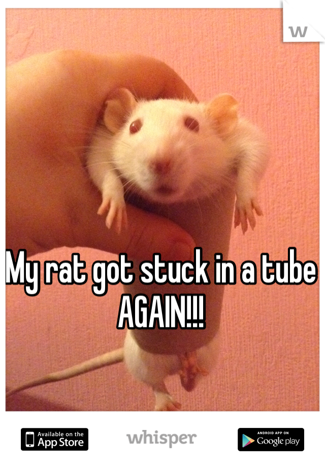My rat got stuck in a tube AGAIN!!!