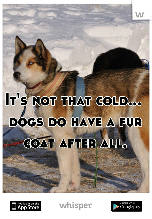 It's not that cold... dogs do have a fur coat after all.