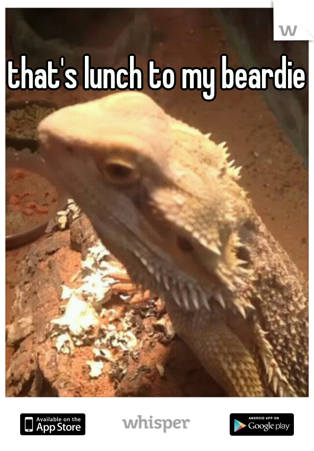 that's lunch to my beardie