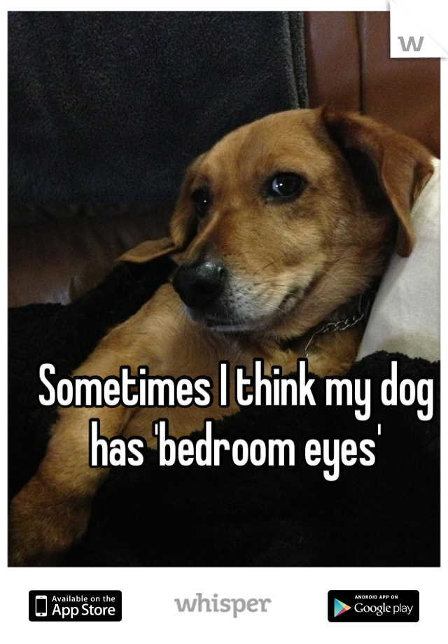 Sometimes I think my dog has 'bedroom eyes'