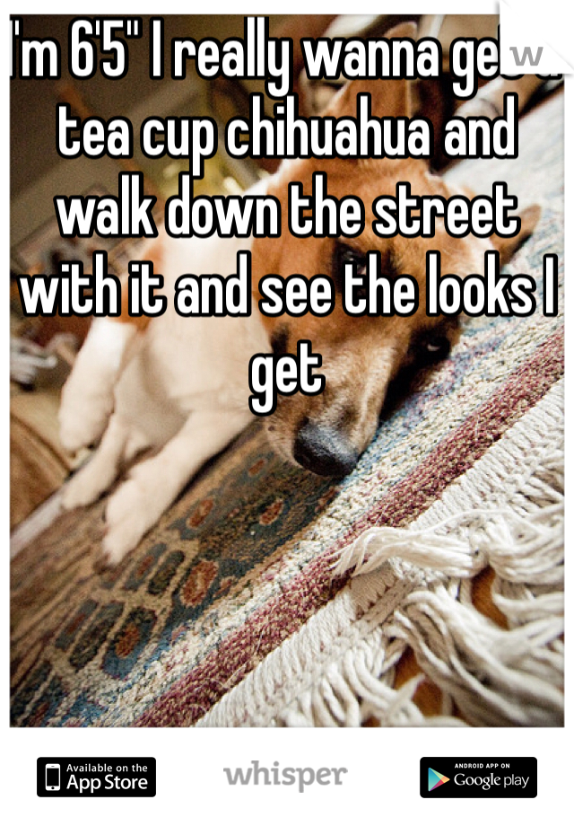 I'm 6'5" I really wanna get a tea cup chihuahua and walk down the street with it and see the looks I get