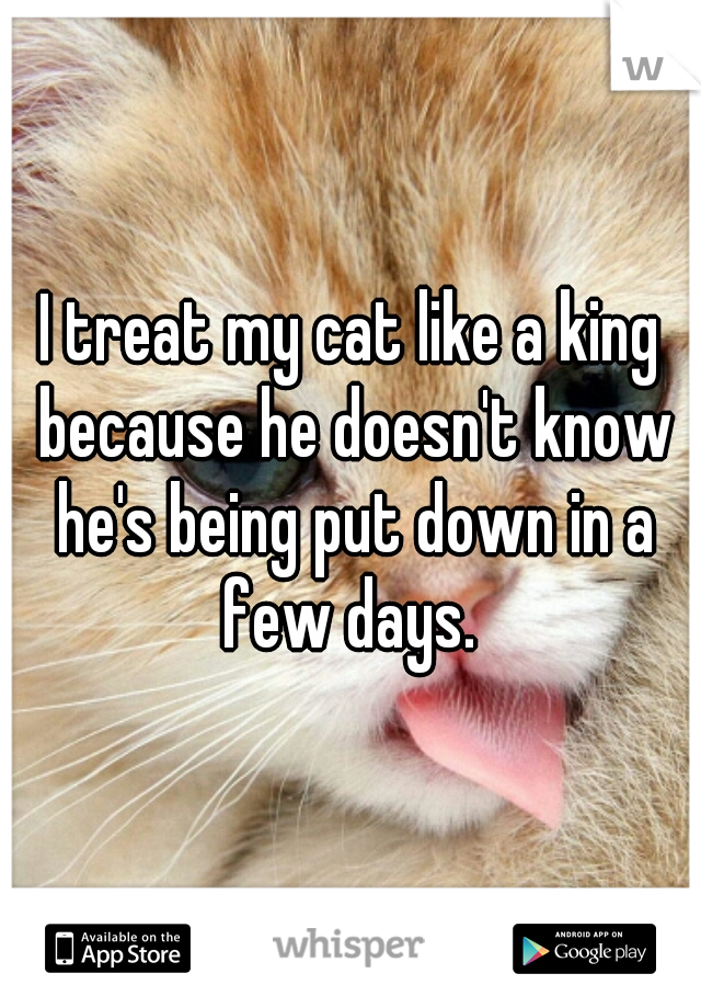 I treat my cat like a king because he doesn't know he's being put down in a few days. 