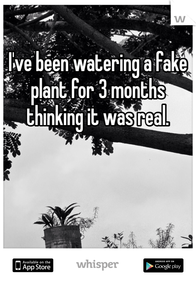 I've been watering a fake plant for 3 months thinking it was real.