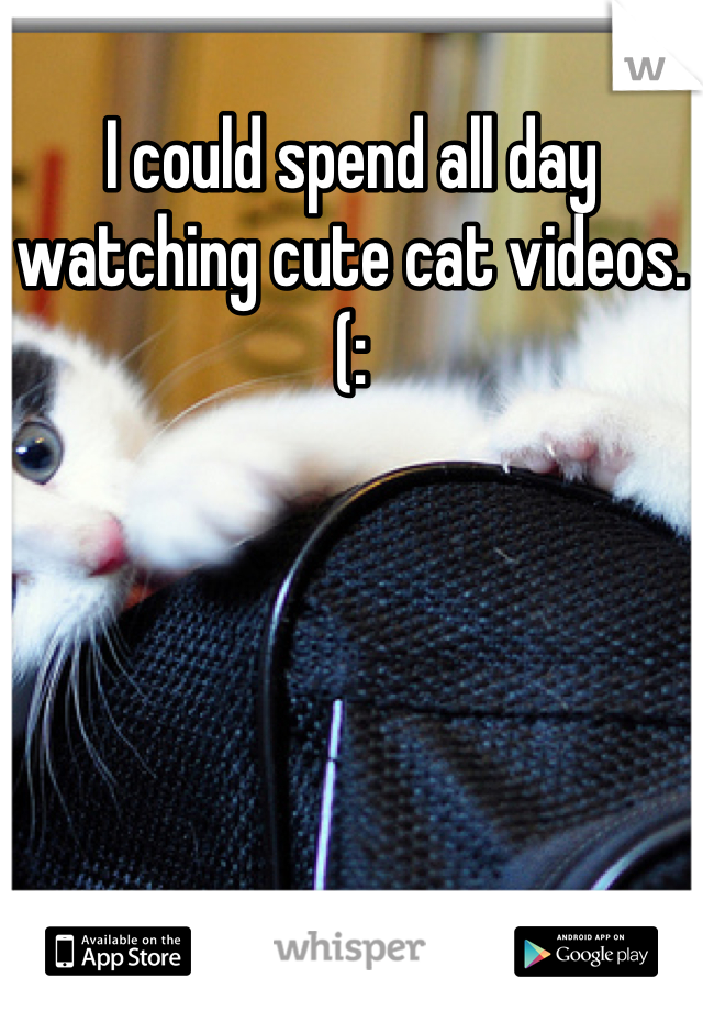 I could spend all day watching cute cat videos.(:
