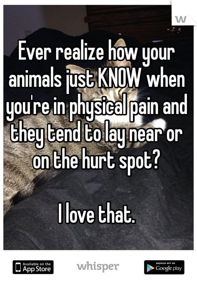 Ever realize how your animals just KNOW when you're in physical pain and they tend to lay near or on the hurt spot? 

I love that. 