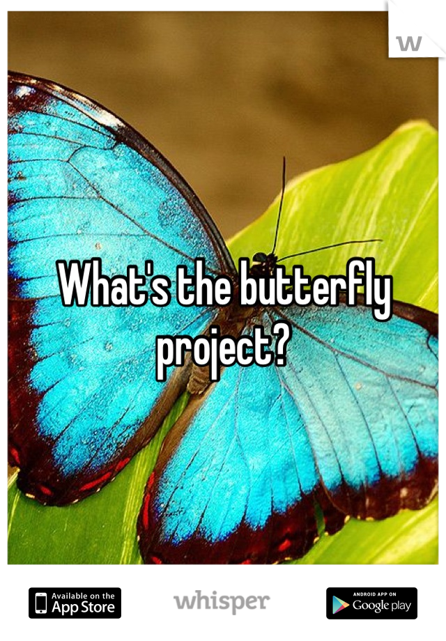 What's the butterfly project?