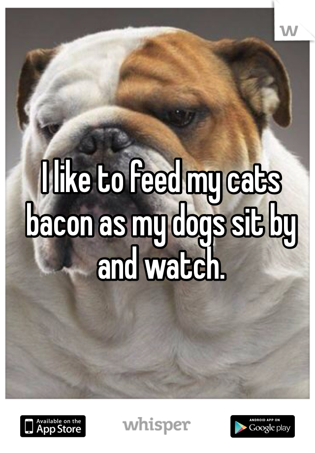 I like to feed my cats bacon as my dogs sit by and watch. 