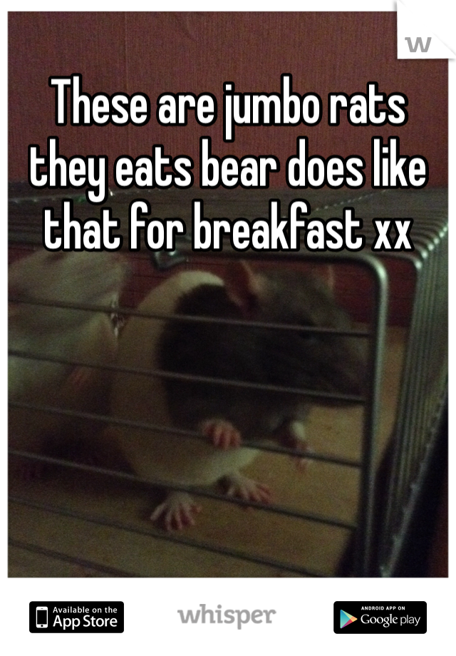 These are jumbo rats they eats bear does like that for breakfast xx