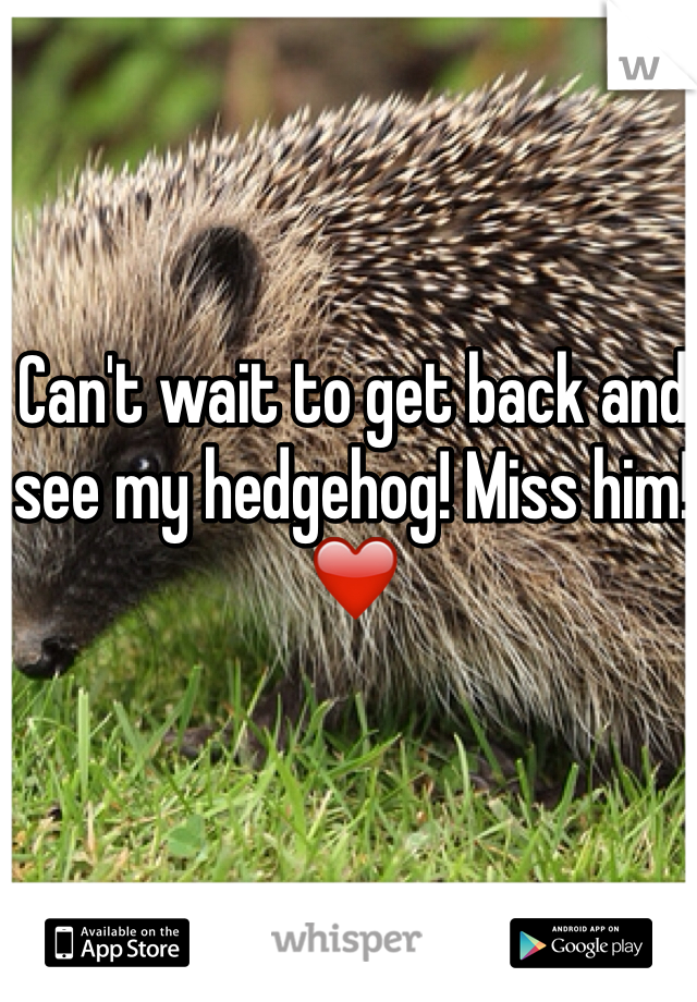 Can't wait to get back and see my hedgehog! Miss him! ❤️