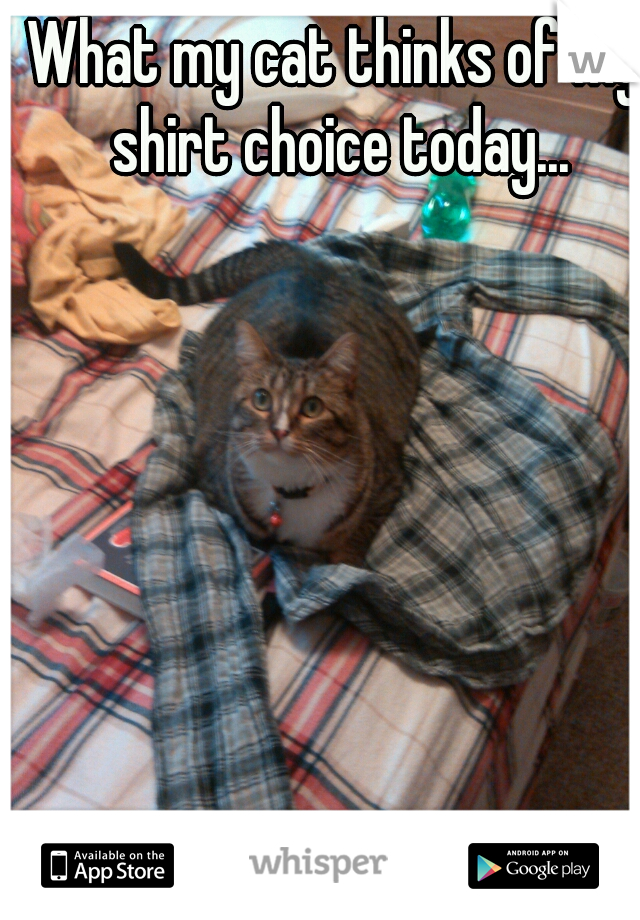 What my cat thinks of my shirt choice today...