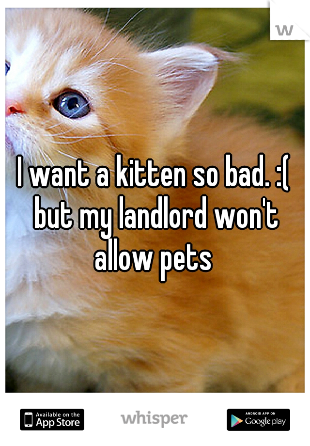 I want a kitten so bad. :( but my landlord won't allow pets 