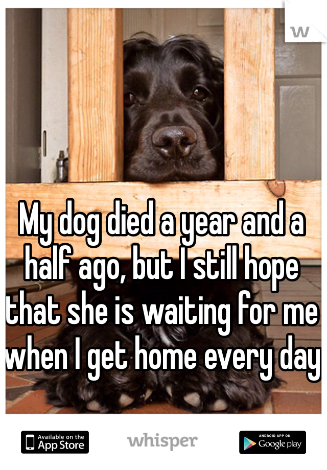 My dog died a year and a half ago, but I still hope that she is waiting for me when I get home every day