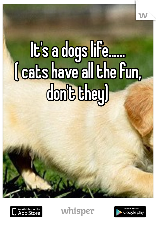 It's a dogs life......
( cats have all the fun, don't they)