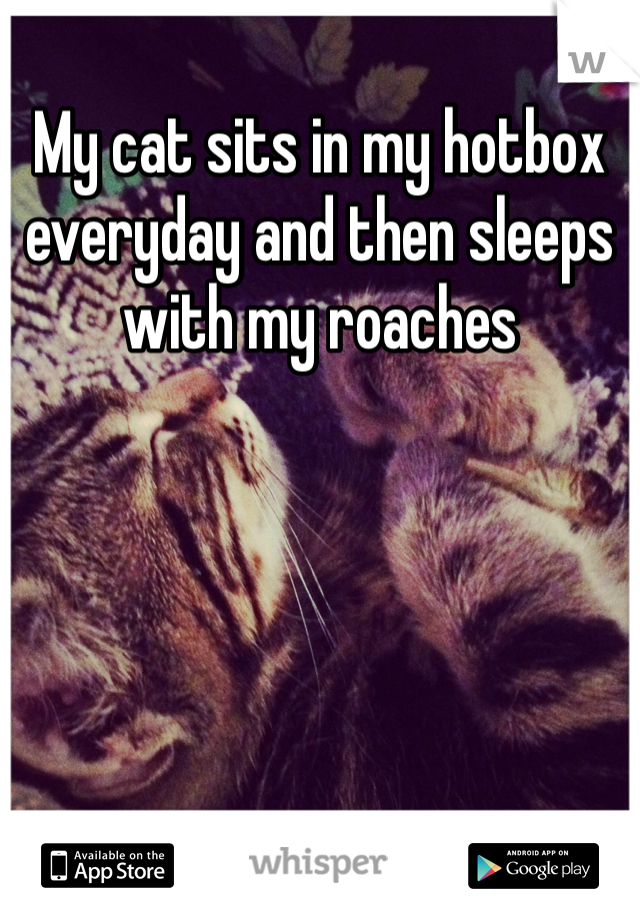 My cat sits in my hotbox everyday and then sleeps with my roaches 