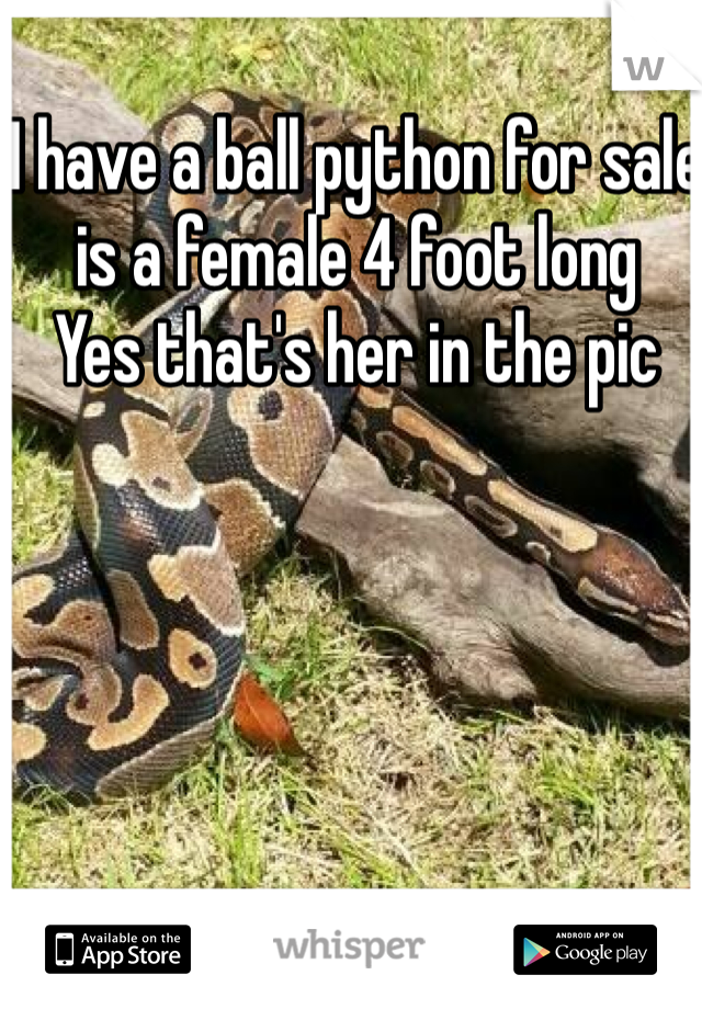I have a ball python for sale is a female 4 foot long 
Yes that's her in the pic 