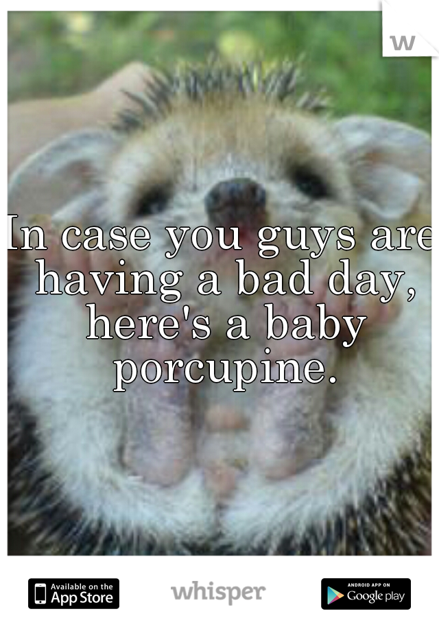 In case you guys are having a bad day, here's a baby porcupine.