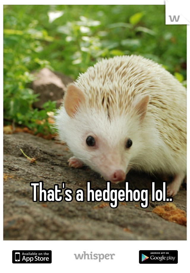 That's a hedgehog lol..