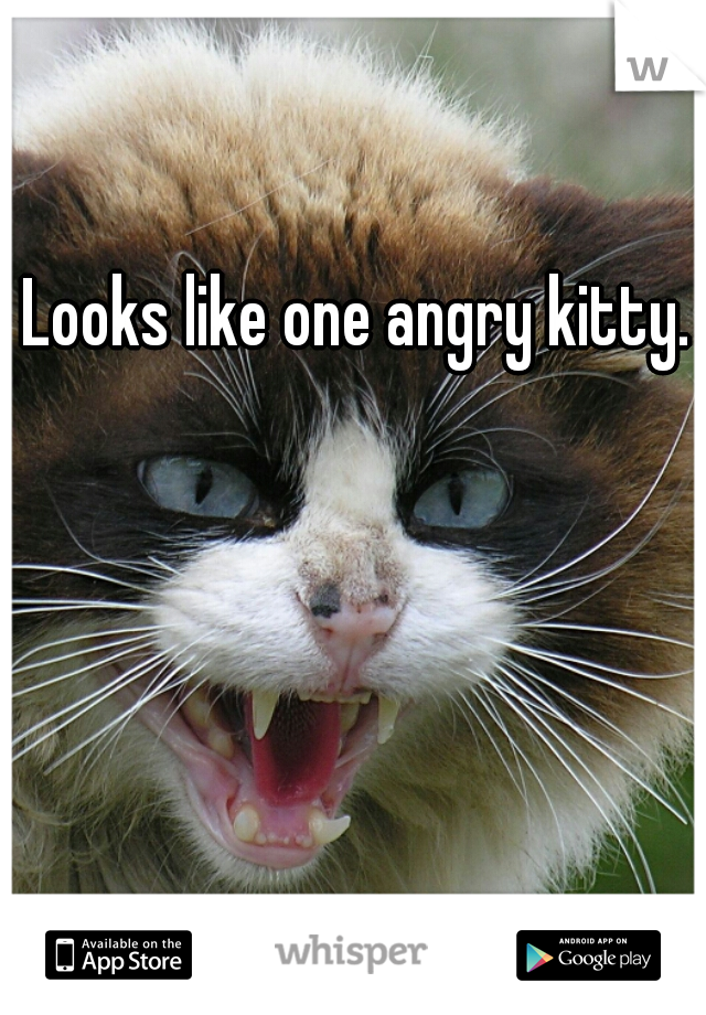 Looks like one angry kitty.
