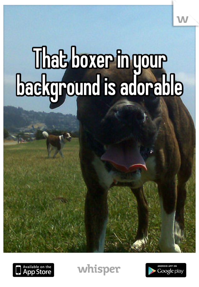 That boxer in your background is adorable 