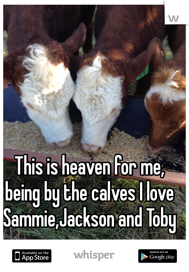 This is heaven for me, being by the calves I love
Sammie,Jackson and Toby