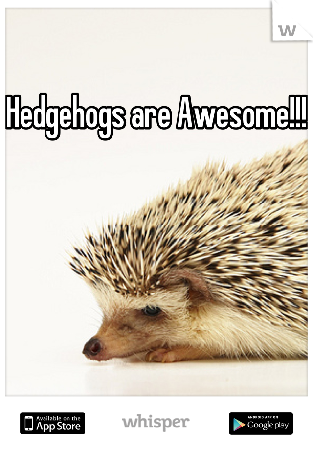 Hedgehogs are Awesome!!!