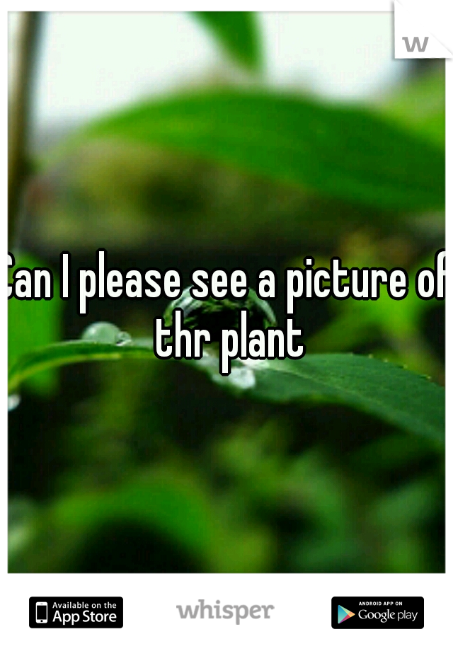 Can I please see a picture of thr plant