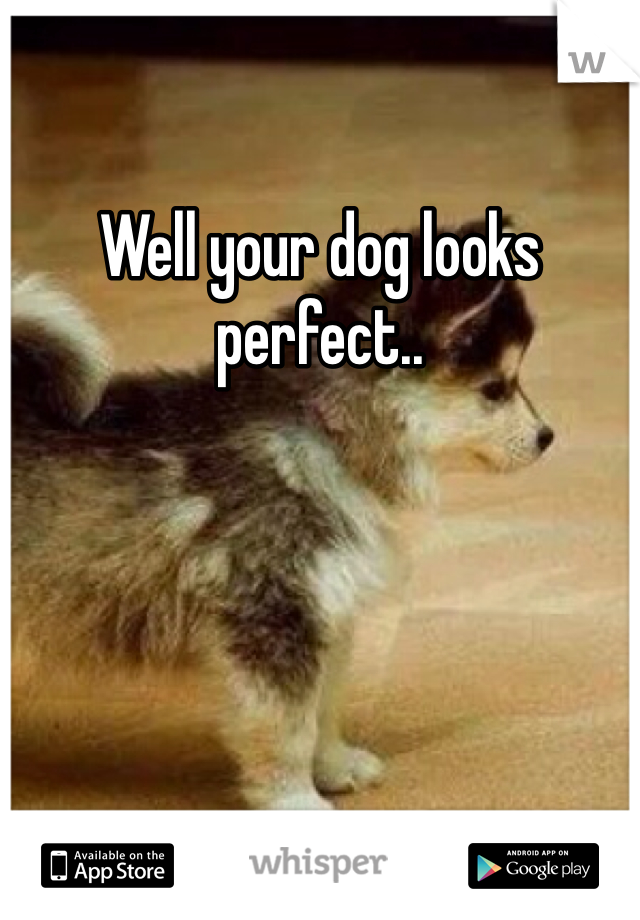 Well your dog looks perfect..