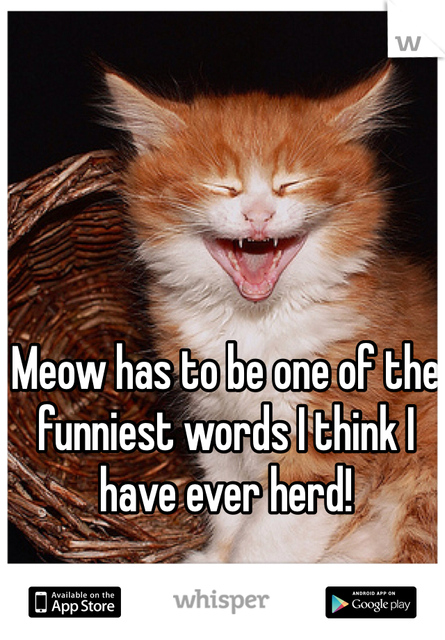 Meow has to be one of the funniest words I think I have ever herd!