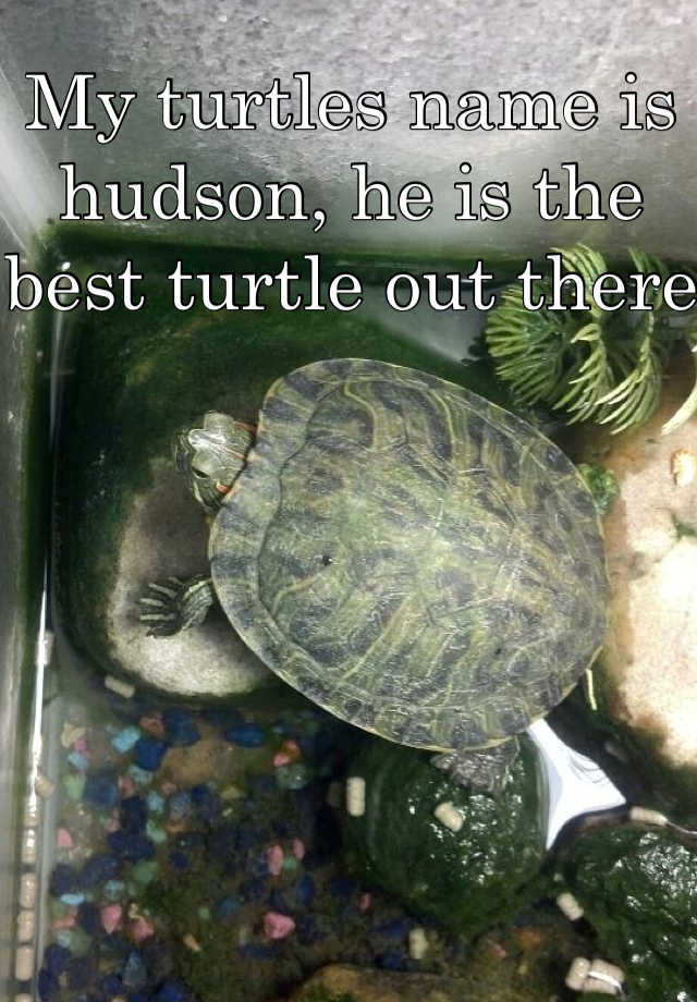 My turtles name is hudson, he is the best turtle out there