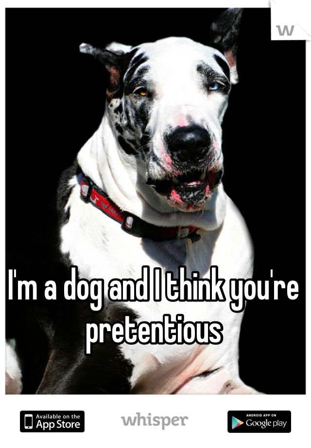 I'm a dog and I think you're pretentious 