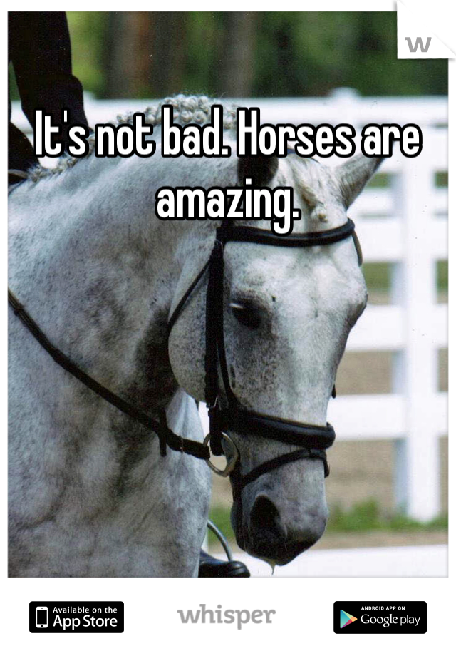 It's not bad. Horses are amazing. 