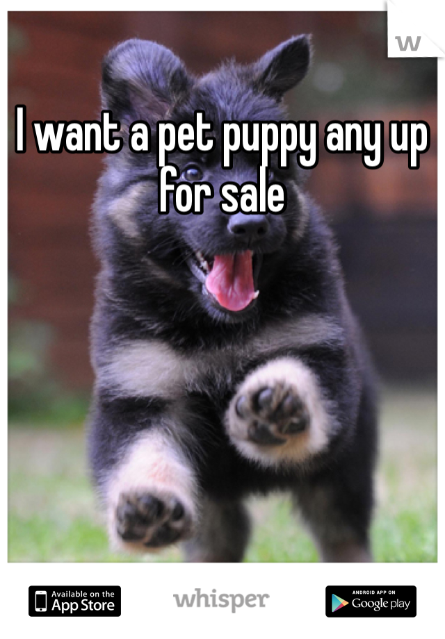 I want a pet puppy any up for sale