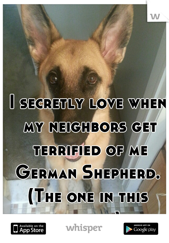 I secretly love when my neighbors get terrified of me German Shepherd. 






(The one in this picture)