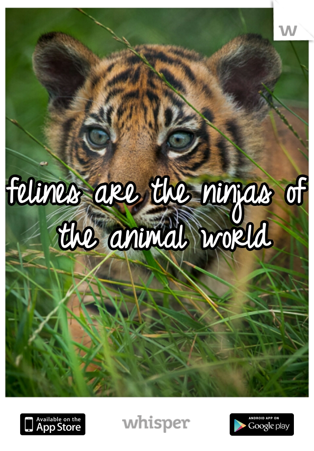 felines are the ninjas of the animal world