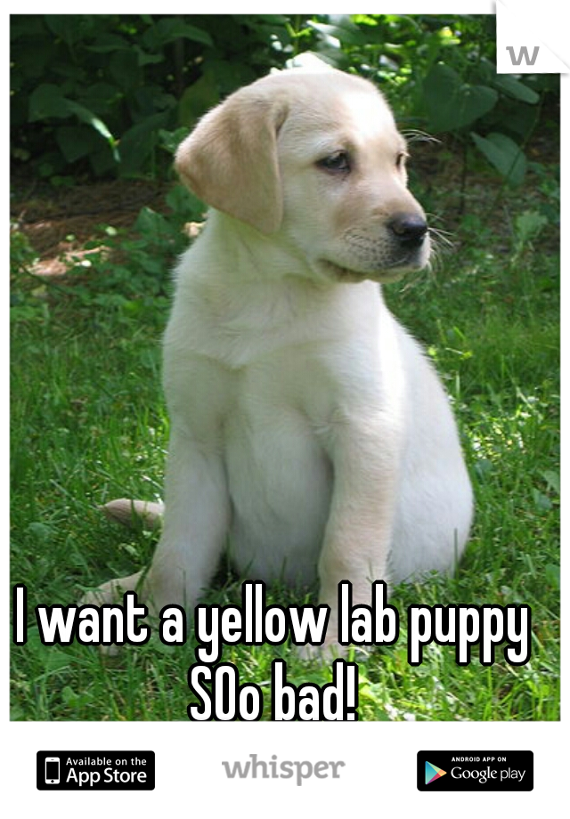 I want a yellow lab puppy SOo bad! 