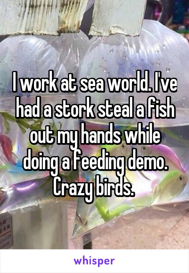 I work at sea world. I've had a stork steal a fish out my hands while doing a feeding demo. Crazy birds. 
