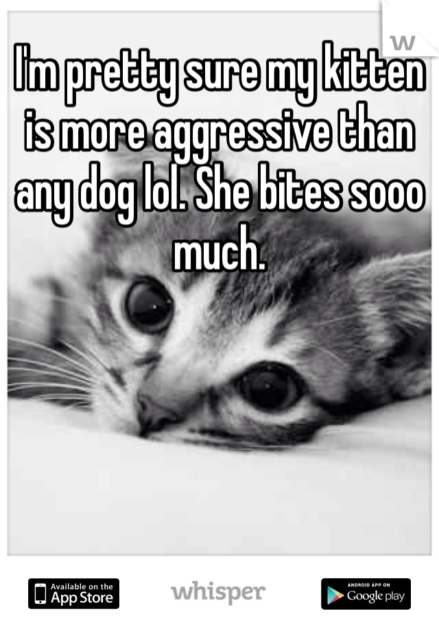I'm pretty sure my kitten is more aggressive than any dog lol. She bites sooo much.