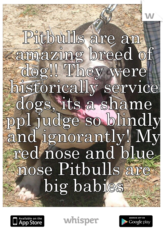 Pitbulls are an amazing breed of dog!! They were historically service dogs, its a shame ppl judge so blindly and ignorantly! My red nose and blue nose Pitbulls are big babies