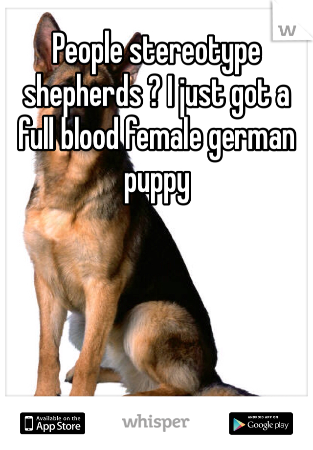 People stereotype shepherds ? I just got a full blood female german puppy