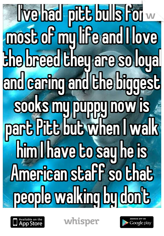 I've had  pitt bulls for most of my life and I love the breed they are so loyal and caring and the biggest sooks my puppy now is part Pitt but when I walk him I have to say he is American staff so that people walking by don't freak out