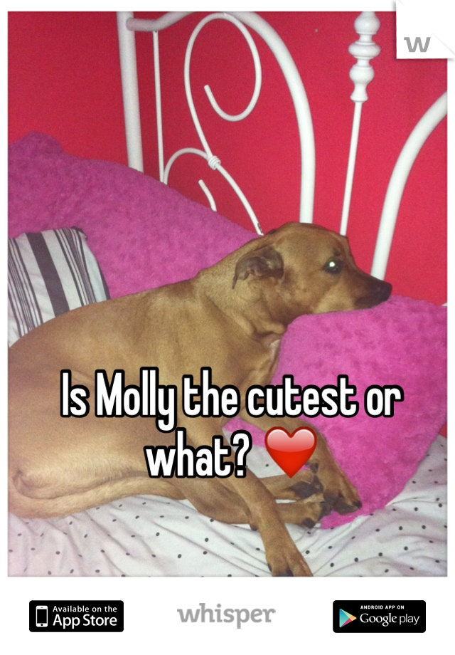 Is Molly the cutest or what? ❤️ 