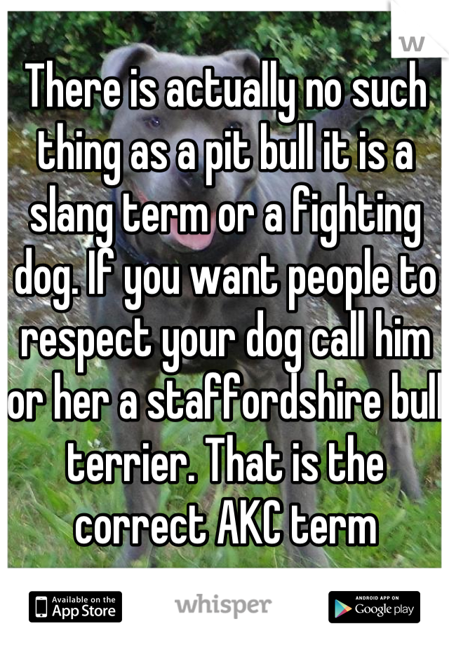 There is actually no such thing as a pit bull it is a slang term or a fighting dog. If you want people to respect your dog call him or her a staffordshire bull terrier. That is the correct AKC term