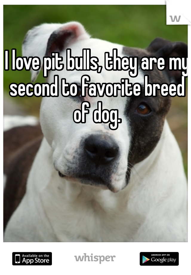 I love pit bulls, they are my second to favorite breed of dog. 