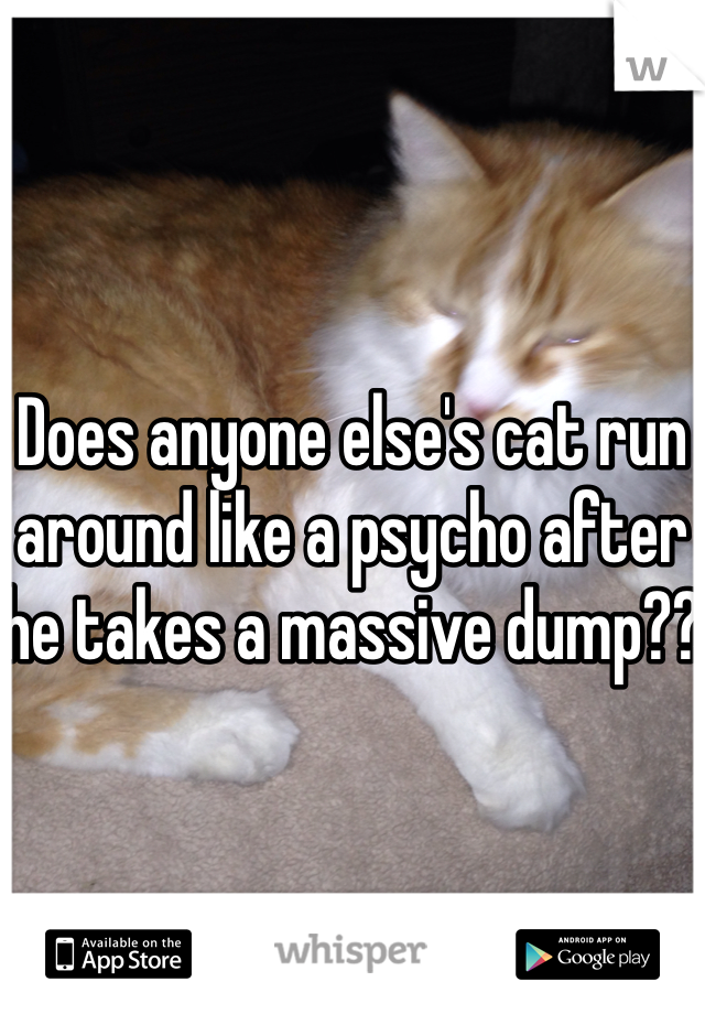 



Does anyone else's cat run around like a psycho after he takes a massive dump?? 